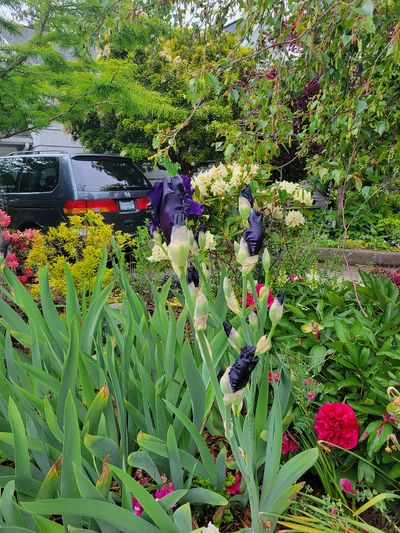 Siberian Iris flowers half way open on tall, straight stems. The flowers look almost black, especially with the petals so tightly clustered