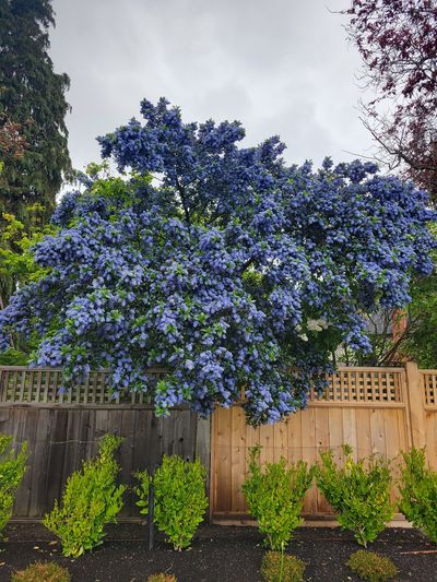 example of a Blueblossom in tree form, packed with tight blue flower clusters.