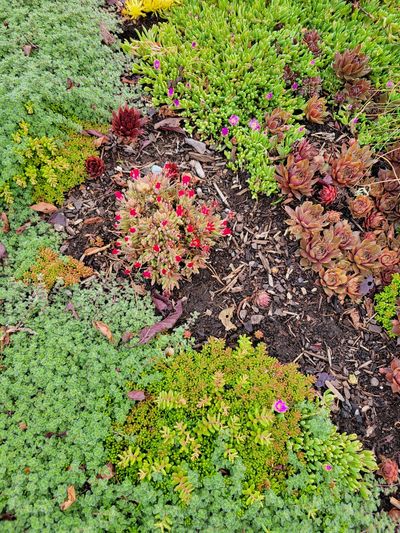 close up of alpine ground cover that is just about to bloom with red flowers, from a front garden on Beechwood Street, Victoria.