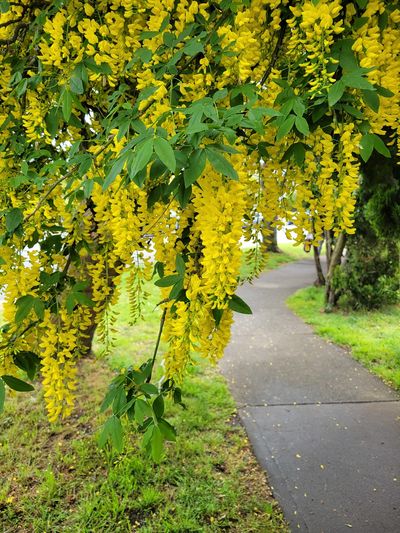 close up of the long yellow petal clusters of a golden chain tree, Moss Street Market, Victoria