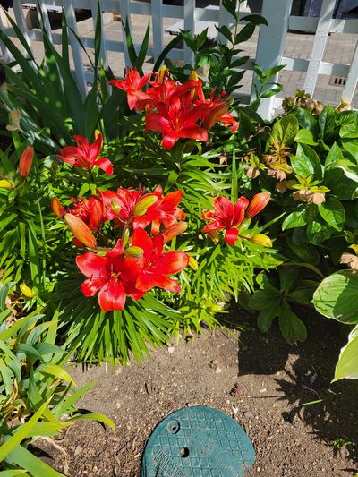 deep red lilies from the garden surrounding the CP Lawn Bowling Green, Victoria BC