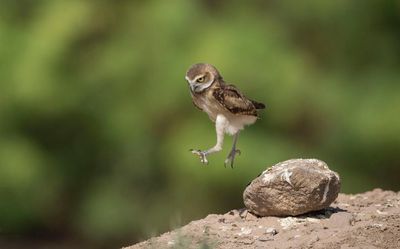 a tiny burrowing owl leaping off a rock