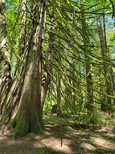 Close up of cedar trees, with a large mass of drooping, moss covered branches. Francis/King Park, View Royal.