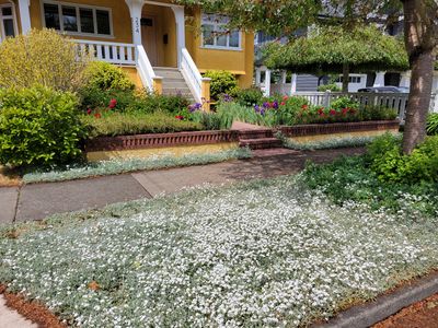 front garden along Moss Street, Victoria. The boulevard is covered with white daisies, while the front yard is full of red and purple flowers and masses of shrubs. The house is painted golden-yellow and contrasts perfectly with the flowers.
