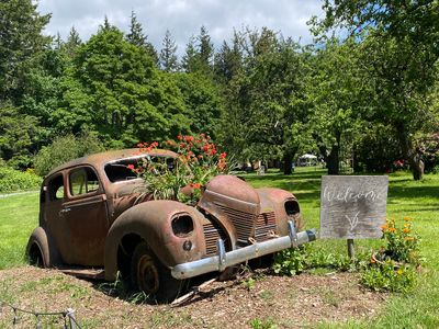 Wildflowers growing out of the engine bay of a rusted out car, Bilston Farm, Metchosin