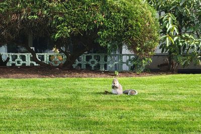 a lone squirrel on a wide green lawn, James Bay, Victoria 2022