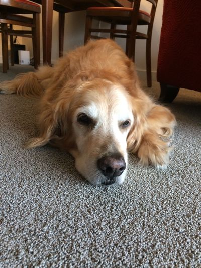 Buddy Dog looking guilty