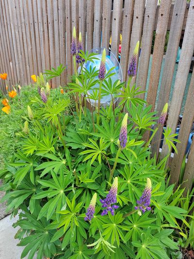 purple delphiniums just beginning to flower, with purple bottoms and cream coloured tops, James Bay