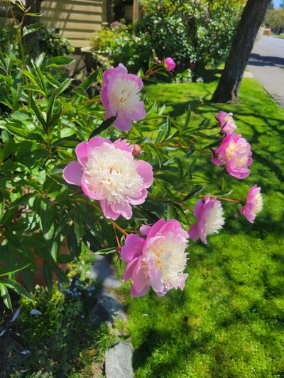 close up of large peony flowers with pink outer petals and white centres