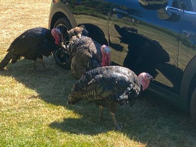 Three full grown turkeys admire their reflections off a black car door, South Island Saskatoons farm, Cobble Hill BC