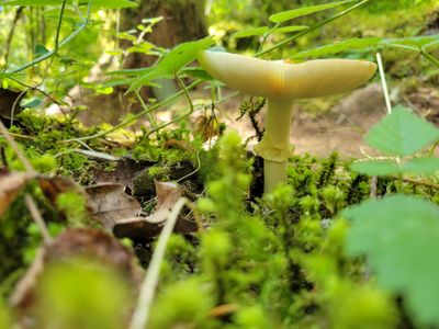 close up of a tiny yellow-white mushroom, sprouting from the forest floor. Francis/King Park, View Royal.