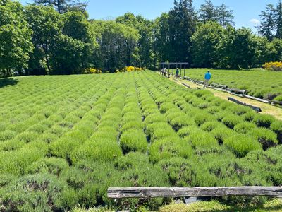 a field of tight, green lavender balls