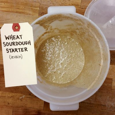 The wheat sourdough starter