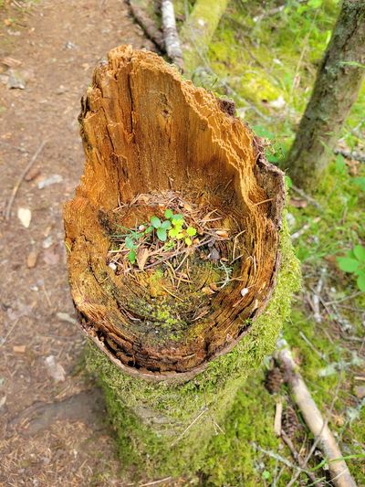 tiny seedlings sprouting out from an old stump, Francis/King Park, View Royal.