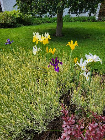 delicate yellow, white and purple irises in a front garden
