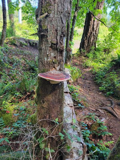 red, white and blue capped mushroom growing out of the side of a tree. The mushroom is 6 to 8 inches across, matching the width of the trunk. Francis/King Park, View Royal.