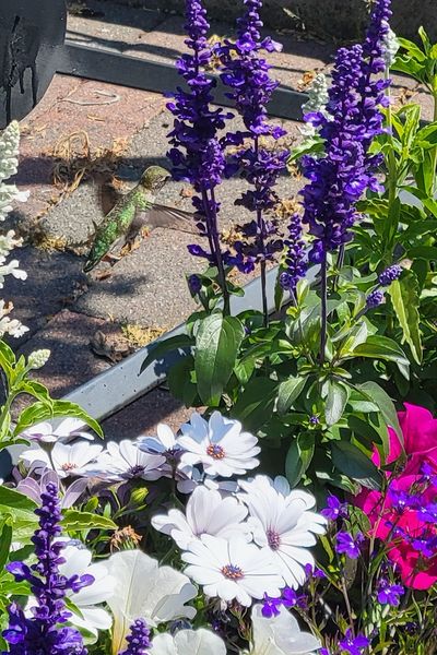 an iridescent green hummingbird in flight, hovering beside a purple delphinium
