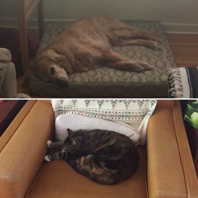 our dog and cat, sleeping