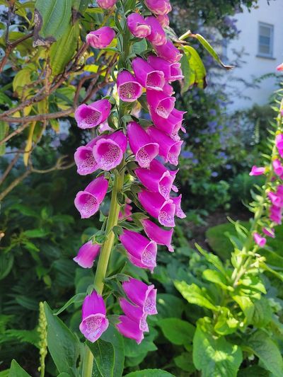 Pinky purple foxgloves from a neighbour's garden